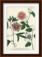 Antique Passion Flower I Fine Art Print