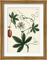 Antique Passion Flower III Fine Art Print