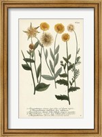 Saffron Garden III Fine Art Print