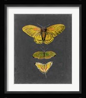 Butterflies on Slate I Framed Print