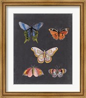 Butterflies on Slate II Fine Art Print