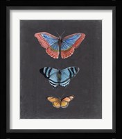 Butterflies on Slate III Framed Print
