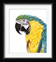 Watercolor Parrot Framed Print