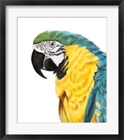 Watercolor Parrot Fine Art Print