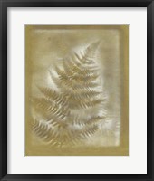 Shadows & Ferns III Fine Art Print