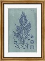 Indigo & Azure Seaweed IV Fine Art Print