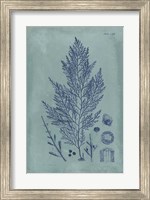 Indigo & Azure Seaweed IV Fine Art Print
