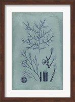 Indigo & Azure Seaweed VIII Fine Art Print