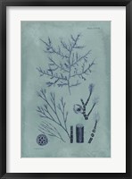 Indigo & Azure Seaweed VIII Fine Art Print