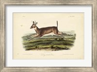 Long-tailed Deer Fine Art Print