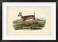 Long-tailed Deer Fine Art Print