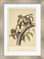 Audubon Squirrel I Fine Art Print