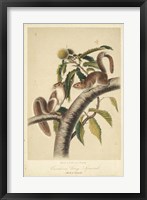 Audubon Squirrel I Fine Art Print