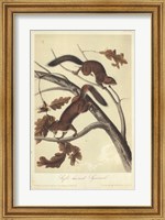 Audubon Squirrel III Fine Art Print
