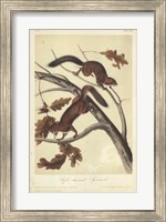 Audubon Squirrel III Fine Art Print