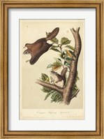Audubon Squirrel IV Fine Art Print