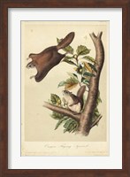 Audubon Squirrel IV Fine Art Print