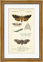 Antique Butterfly Study I Fine Art Print