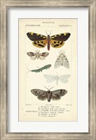 Antique Butterfly Study I Fine Art Print