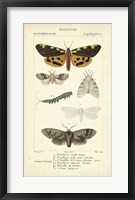 Antique Butterfly Study I Fine Art Print