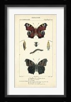 Antique Butterfly Study II Framed Print