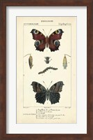 Antique Butterfly Study II Fine Art Print