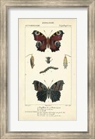 Antique Butterfly Study II Fine Art Print