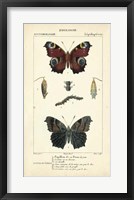 Antique Butterfly Study II Fine Art Print