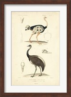 Antique Ostrich Study Fine Art Print