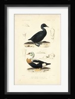 Antique Duck Study I Framed Print