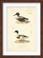 Antique Duck Study II Fine Art Print