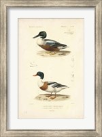 Antique Duck Study II Fine Art Print