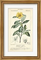 Botanique Study in Yellow I Fine Art Print