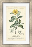 Botanique Study in Yellow I Fine Art Print