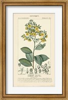 Botanique Study in Yellow II Fine Art Print