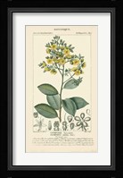 Botanique Study in Yellow II Fine Art Print