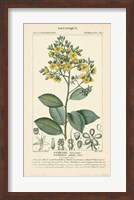 Botanique Study in Yellow II Fine Art Print