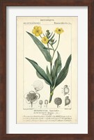 Botanique Study in Yellow III Fine Art Print