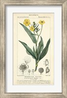 Botanique Study in Yellow III Fine Art Print