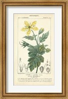 Botanique Study in Yellow IV Fine Art Print