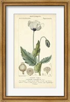 Botanique Study in Lavender II Fine Art Print