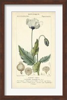 Botanique Study in Lavender II Fine Art Print