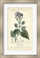 Botanique Study in Lavender III Fine Art Print