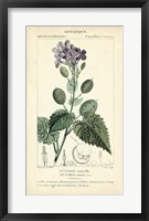 Botanique Study in Lavender III Fine Art Print