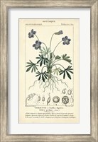 Botanique Study in Lavender IV Fine Art Print