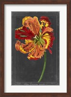 Midnight Tulip I Fine Art Print