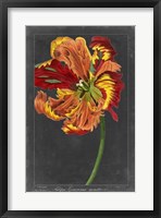 Midnight Tulip I Fine Art Print