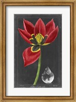 Midnight Tulip II Fine Art Print