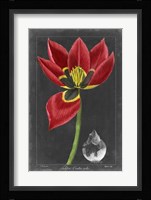 Midnight Tulip II Fine Art Print