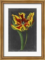 Midnight Tulip III Fine Art Print